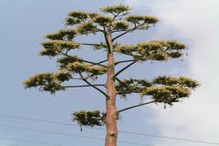 Agave sisalana